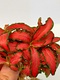 Fittonia Verschaffeltii Forest Red