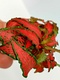Fittonia Verschaffeltii Forest Red 6 X 5cm Pots