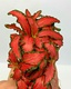Fittonia Verschaffeltii Forest Red 6 X 5cm Pots
