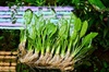 Amazon Sword X 10 Aquarium Plants Echinodorus Bleheri