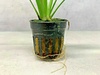 AMAZON SWORD In A Plastic Pot Echinodorus Bleheri Paniculatus