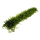 Bamboo Stick With Java Moss 20cm LIVE