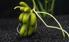Nymphoides Aquatica Banana Lily Plant Live