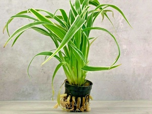 Chlorophytum Bichetii Grass Siam Lily