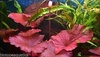 Nymphaea Red Lotus Bulb Live Aquarium Tropical Plants
