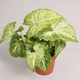 Syngonium White Butterfly 6 X 5cm Potted Arrowhead