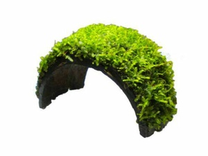 Coconut Bracelet With Java Moss LIVE Coconut Bracelet With Java Moss LIVE