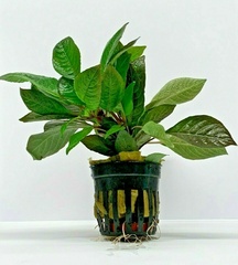 Hygrophila Corymbosa Temple Plant Live Hygrophila Corymbosa Temple Plant Live