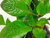 Hygrophila Corymbosa Temple Plant Live