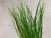 Eleocharis Acicularis Hair Grass Spike Rush