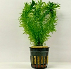 Elodea Densa 6 X 5cm Potted Plants Oxygenating Egeria
