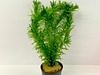 Elodea Densa 6 X 5cm Potted Plants Oxygenating Egeria