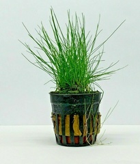Eleocharis Parvula Dwarf Hairgrass Spikerush Oxygenating Plant