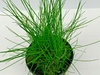 Eleocharis Parvula Dwarf Hairgrass Spikerush Oxygenating Plant
