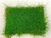 Eleocharis On A Net Pad Carpeting Live Plant