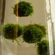 Floating Ball With Java Moss LIVE