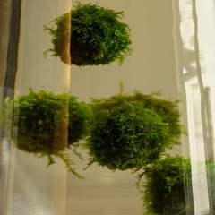 Floating Ball With Java Moss LIVE Floating Ball With Java Moss LIVE