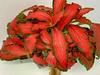 Fittonia Verschaffeltii Red Nerve Plant
