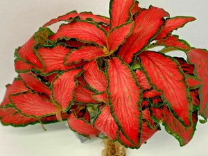 Fittonia Verschaffeltii RED 6 X 5cm Pots