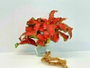 Fittonia Verschaffeltii RED 6 X 5cm Pots
