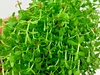 Hemianthus Micranthemum Micranthemoides Pearl Weed
