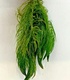 Hornwort Ceratophyllum Demersum