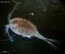 Copepod Culture 100ml Copepod Culture 100ml