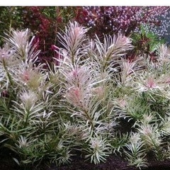 Ludwigia Sp. White Pink Rare Aquarium Tropical Plant X 2