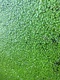 50g Lemna Duck Weed Oxygenating Live