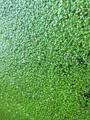 Lemna Duckweed Oxygenating Live Aquarium Pond Plant 5 Grams