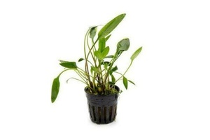 Cryptocoryne Lutea Live Aquarium Tropical Plant