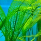 Aponogeton Madagascariensis LIVE Tropical Aquarium Plant