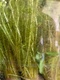 Mayaca Fluviatilis Live Tropical Aquarium Plants 1 Bunch