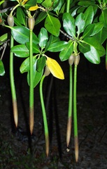 Red Mangrove Plants 10\" Long X 5