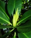 Red Mangrove Plants 10\" Long X 5