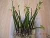 Red Mangrove Plant Rooted 7-12\" Long BUY 1 GET 1 FREE