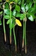 Red Mangrove Extra Large Seed Plant 15\" Long X 1