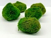 Marimo Moss Balls Cladophlora 4-6cm