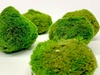 Marimo Moss Balls Cladophlora 8-12cm