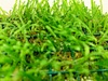 Java Moss On A Net Pad Carpeting Live Plant Pond Oxygenating