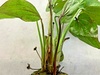 Echinodorus Fancy Twist Sword Potted MOTHER PLANT Large