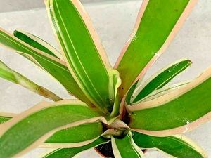 Neoregelia Bromeliad House Plant