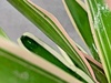 Neoregelia Bromeliad House Plant