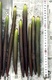 Oriental Mangrove Plants 2-4\" Long X 10