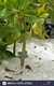 Orange Mangroves Bruguiera Sexangula 3" X 5 Orange Mangroves Bruguiera Sexangula 3" X 5