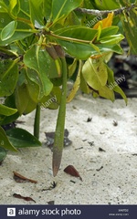 Orange Mangroves Bruguiera Sexangula 3\" X 5
