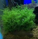 5g Mini Pelia Moss Live Aquarium Tropical Pond Plant