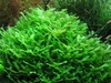 Pelia Moss 5g Live Tropical Aquarium Pond Plant Oxygenator