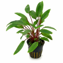 Cryptocoryne Beckettii Water Trumpet Cryptocoryne Beckettii Water Trumpet