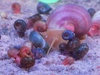 2 x Aquarium Mixed Ramshorn Snails